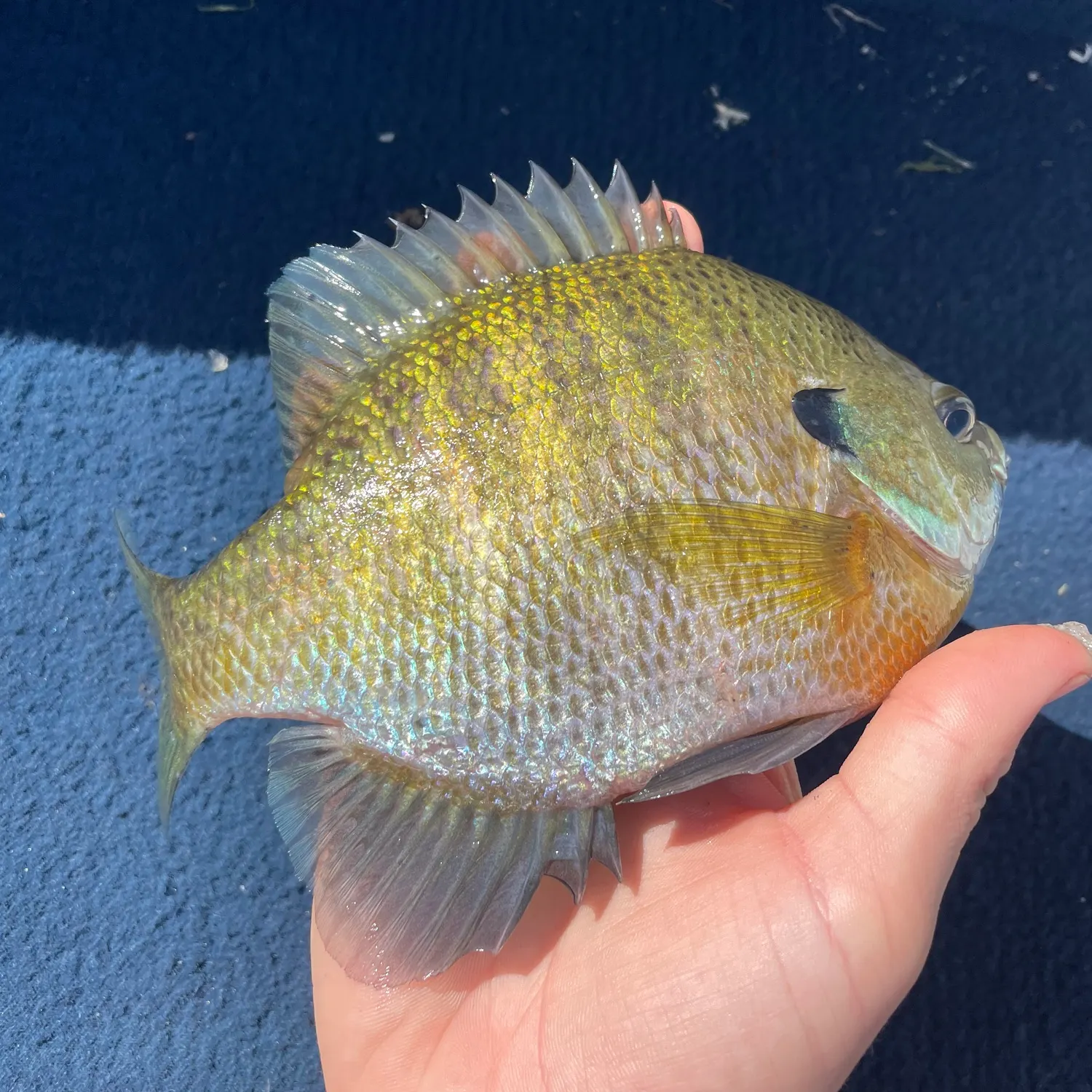 Bluegill caught on Fishbrain