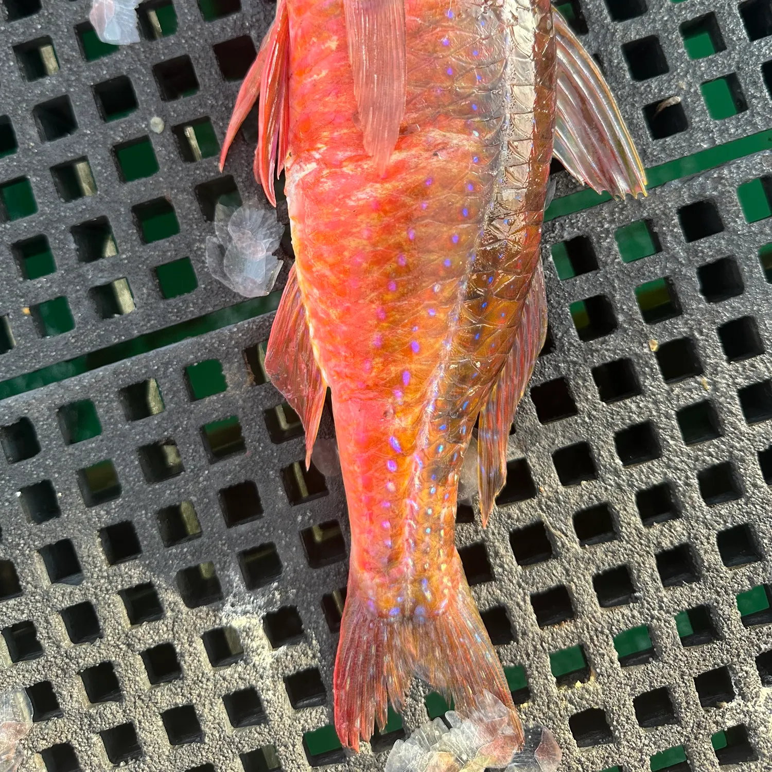 The most recent Spotted goatfish catches on Fishbrain