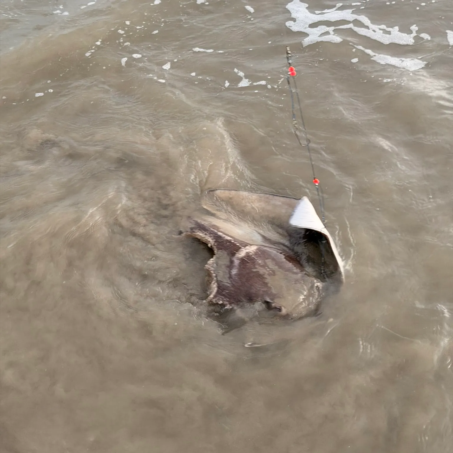 The most recent Southern stingray catches on Fishbrain