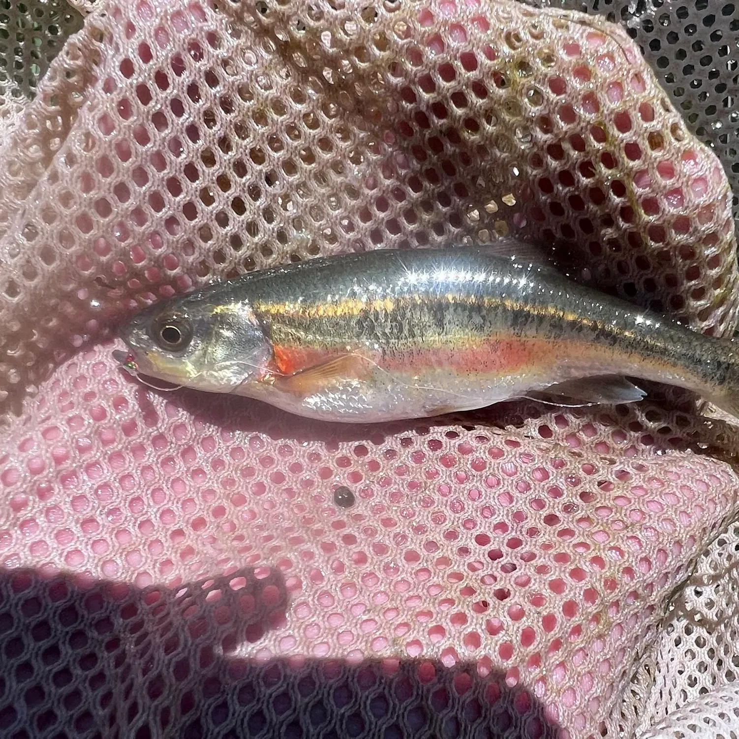 The most recent Redside shiner catches on Fishbrain