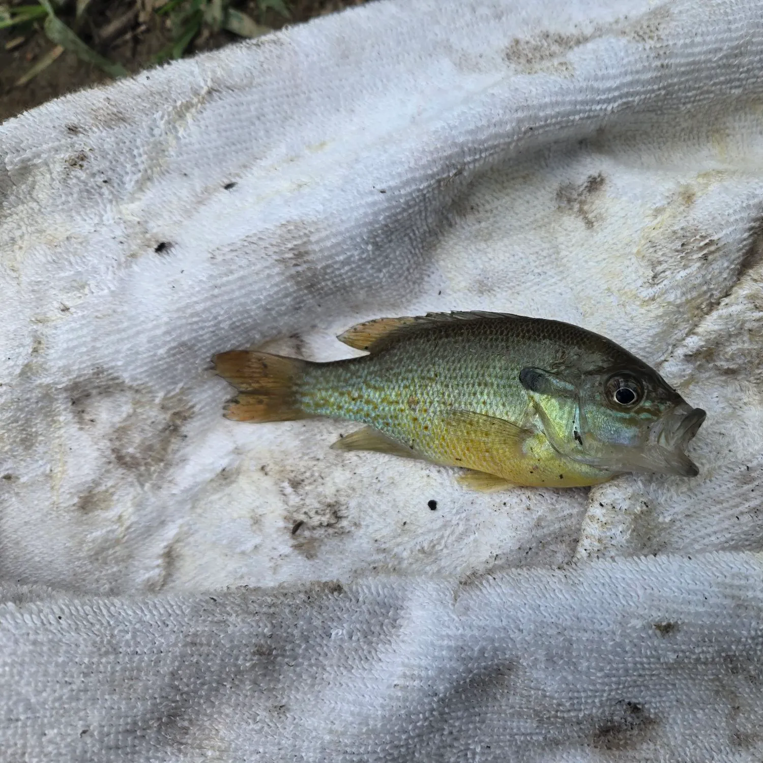 Redbreast sunfish caught on Fishbrain
