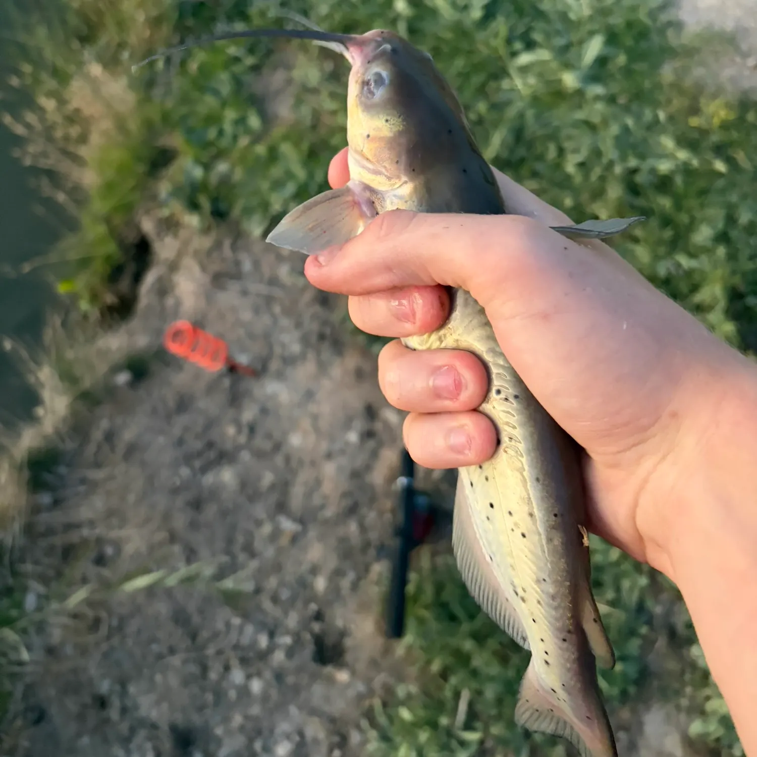 Channel catfish caught on Fishbrain