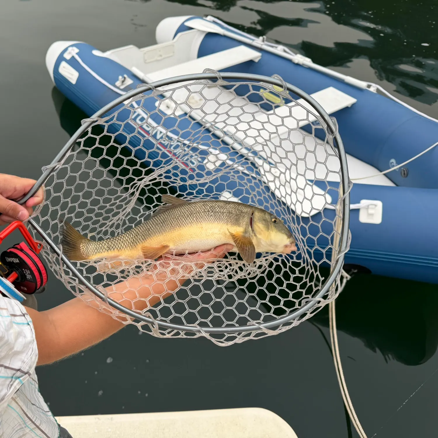 The most recent Largescale sucker catches on Fishbrain