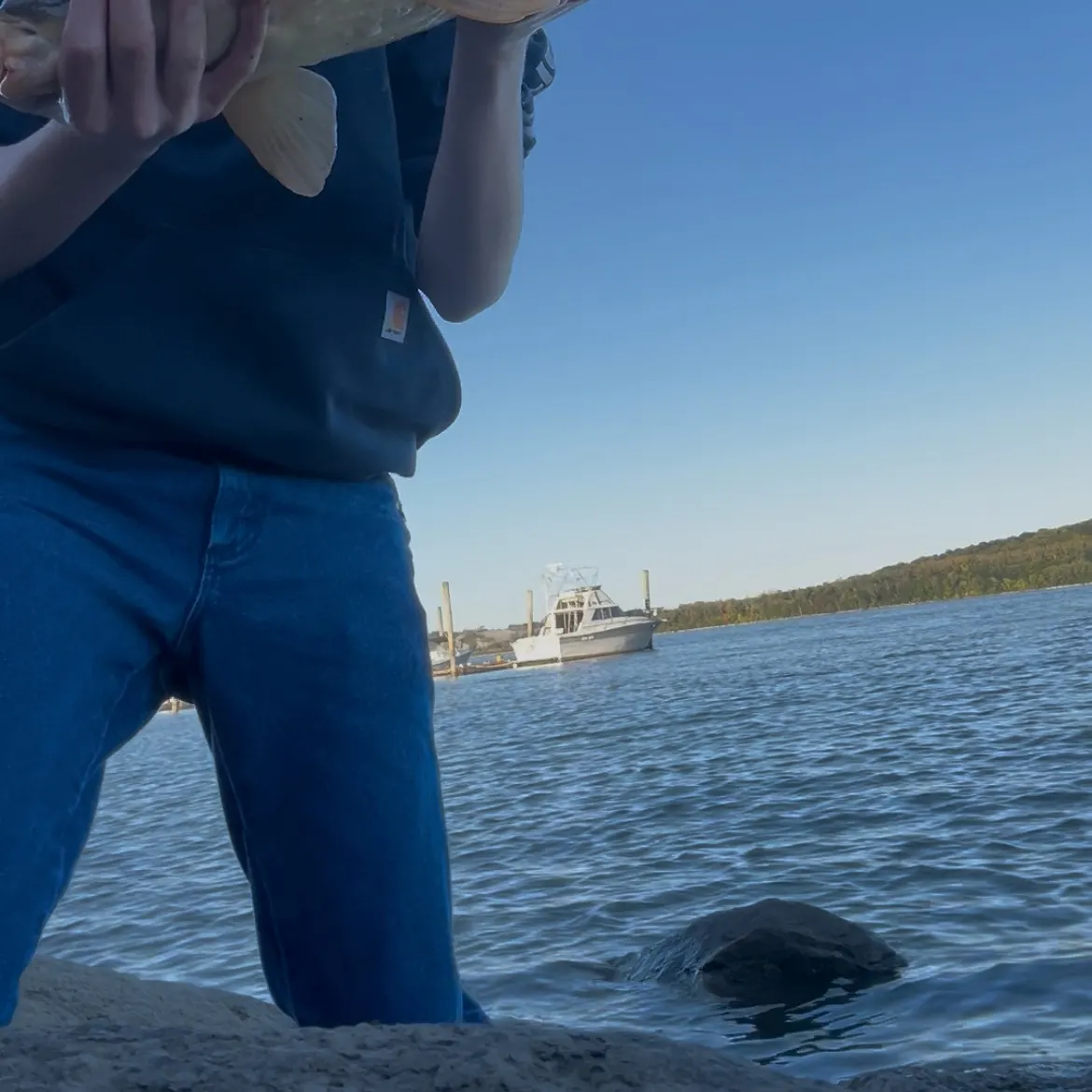 Common carp caught on Fishbrain