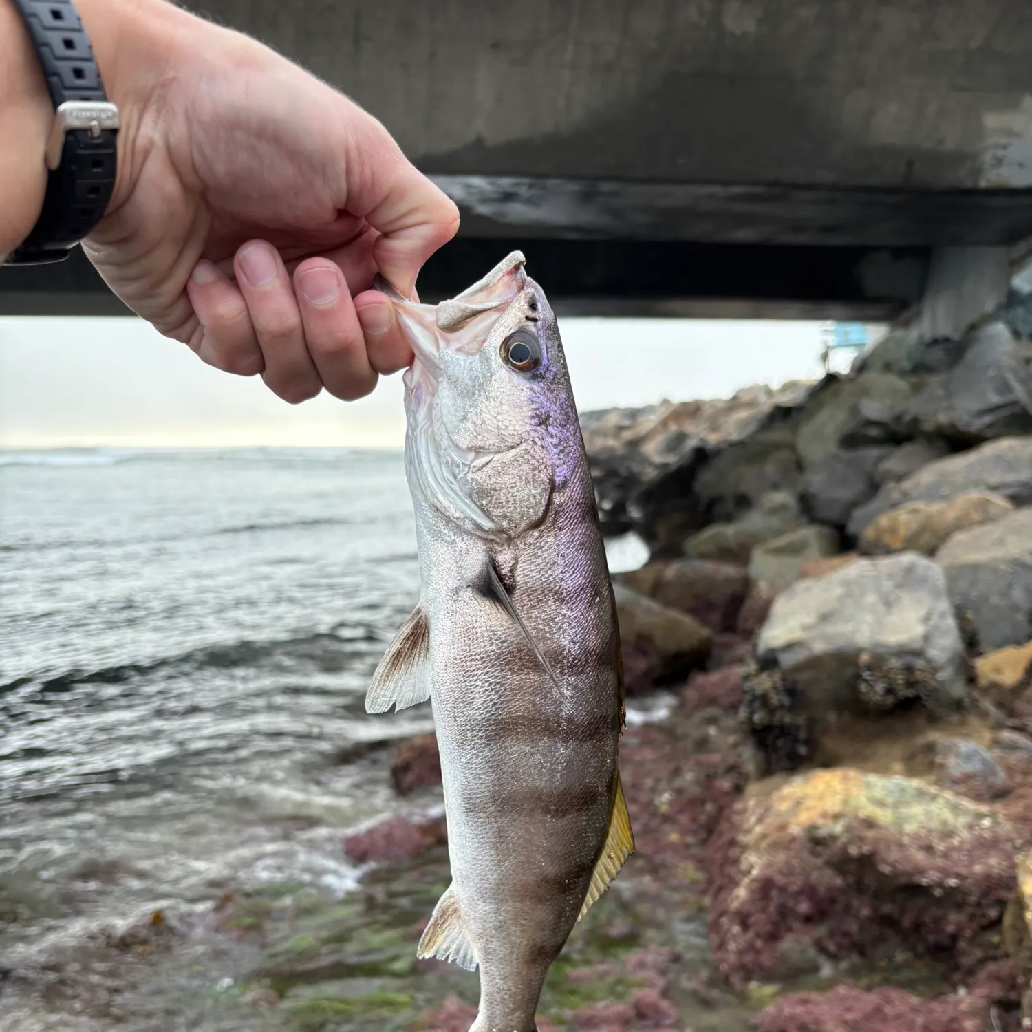 The most recent White seabass catches on Fishbrain