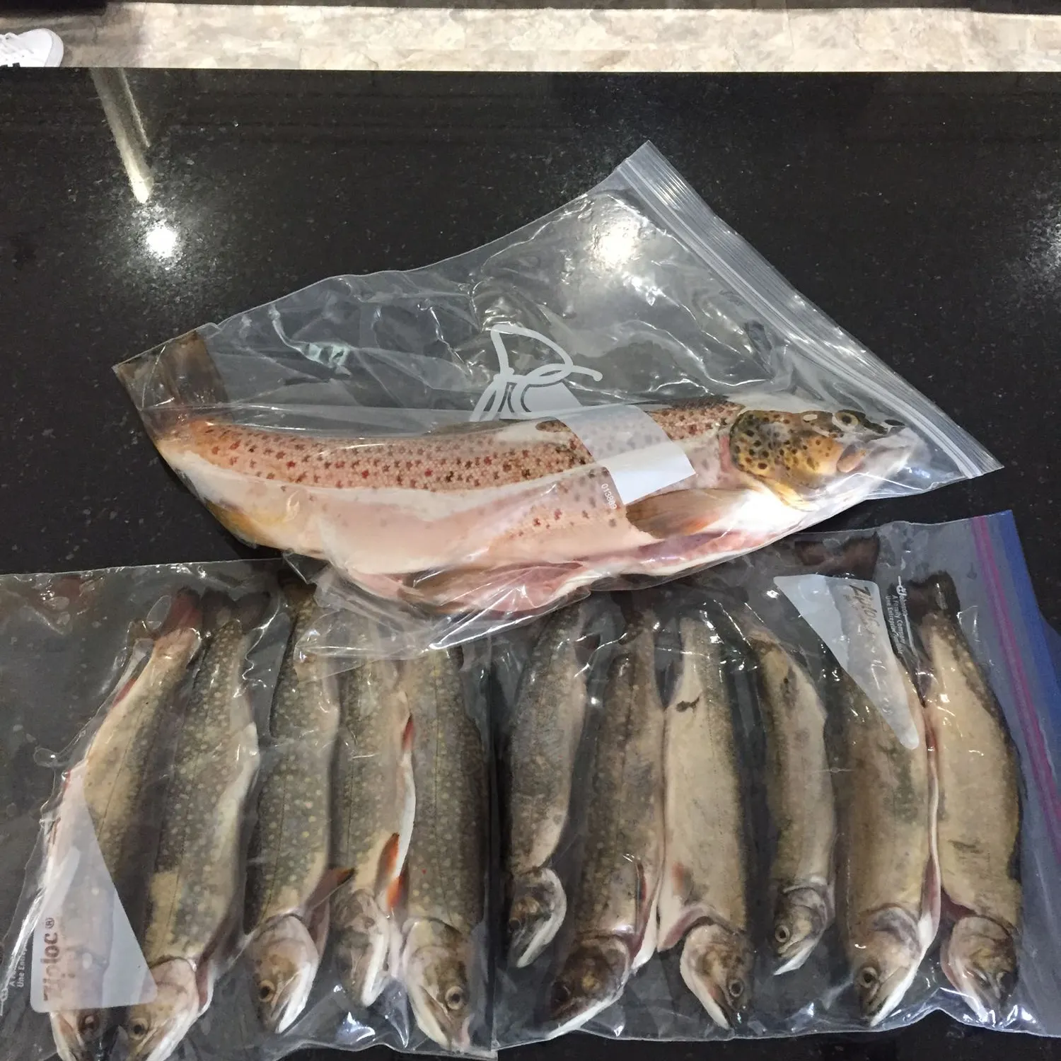 recently logged catches