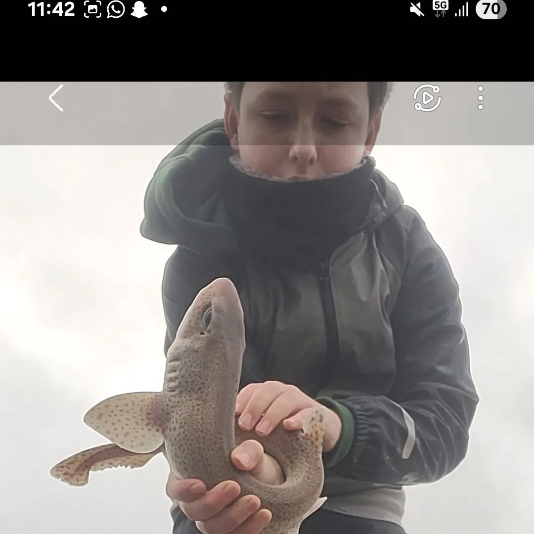 The most recent Lesser spotted dogfish catches on Fishbrain