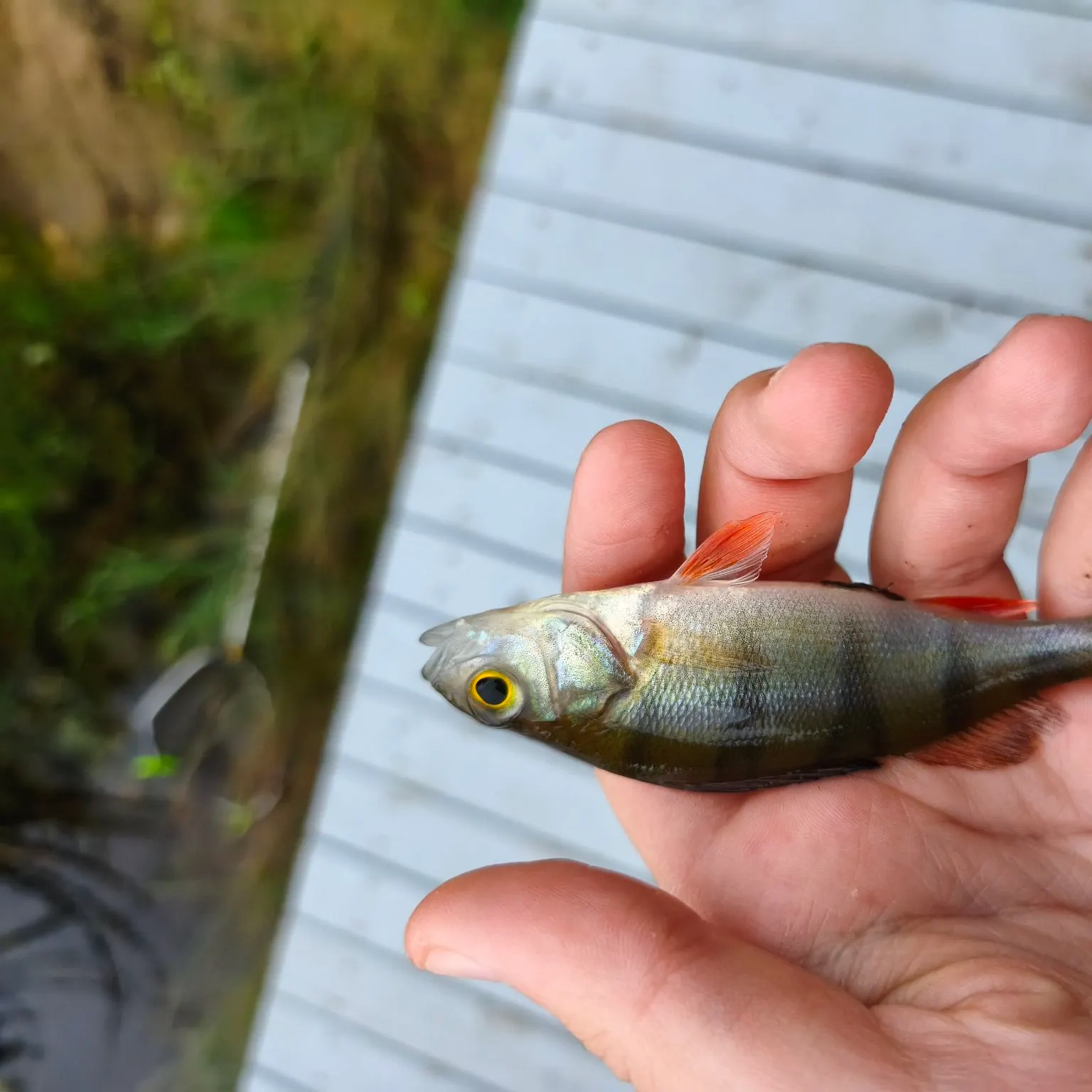 European perch caught on Fishbrain