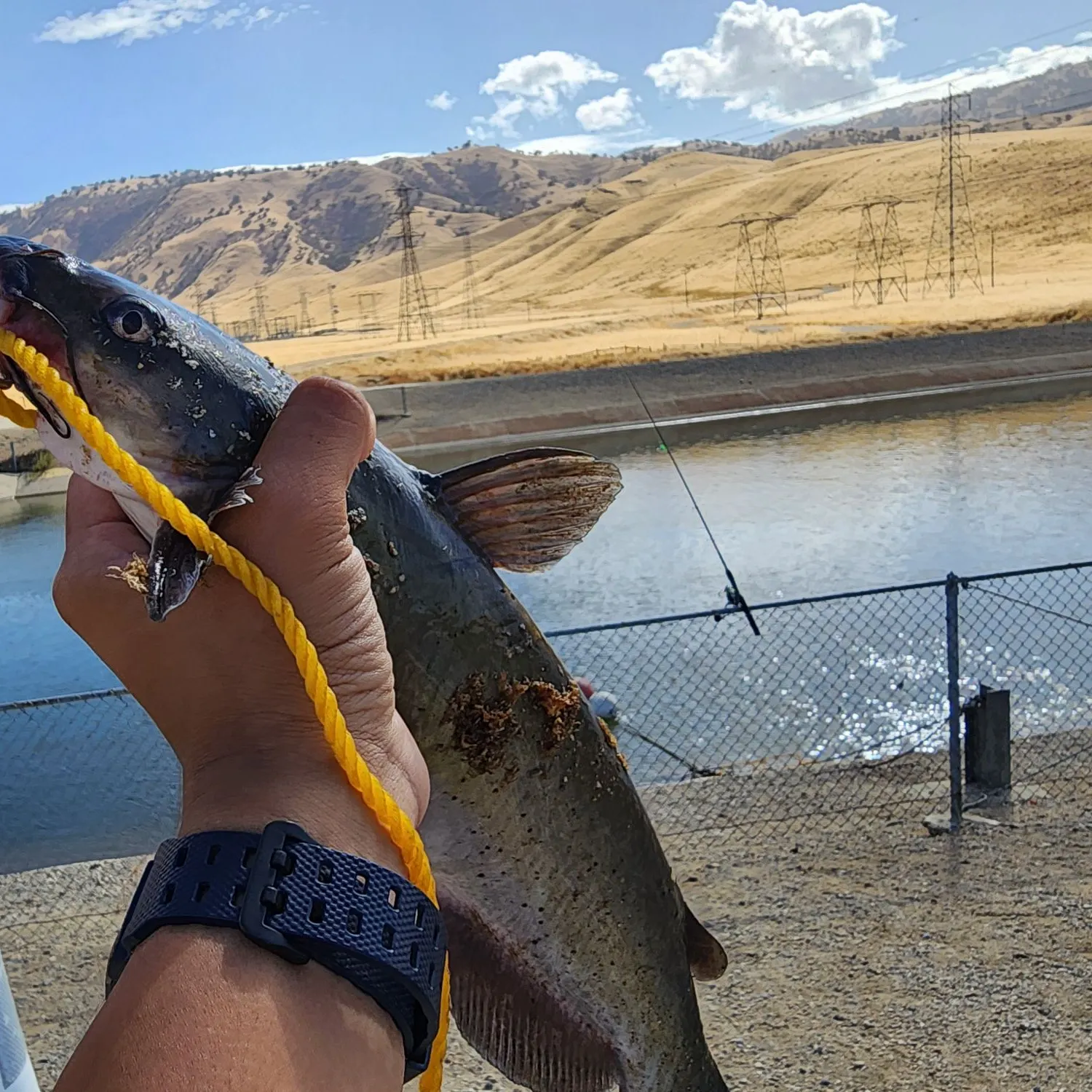 Channel catfish caught on Fishbrain