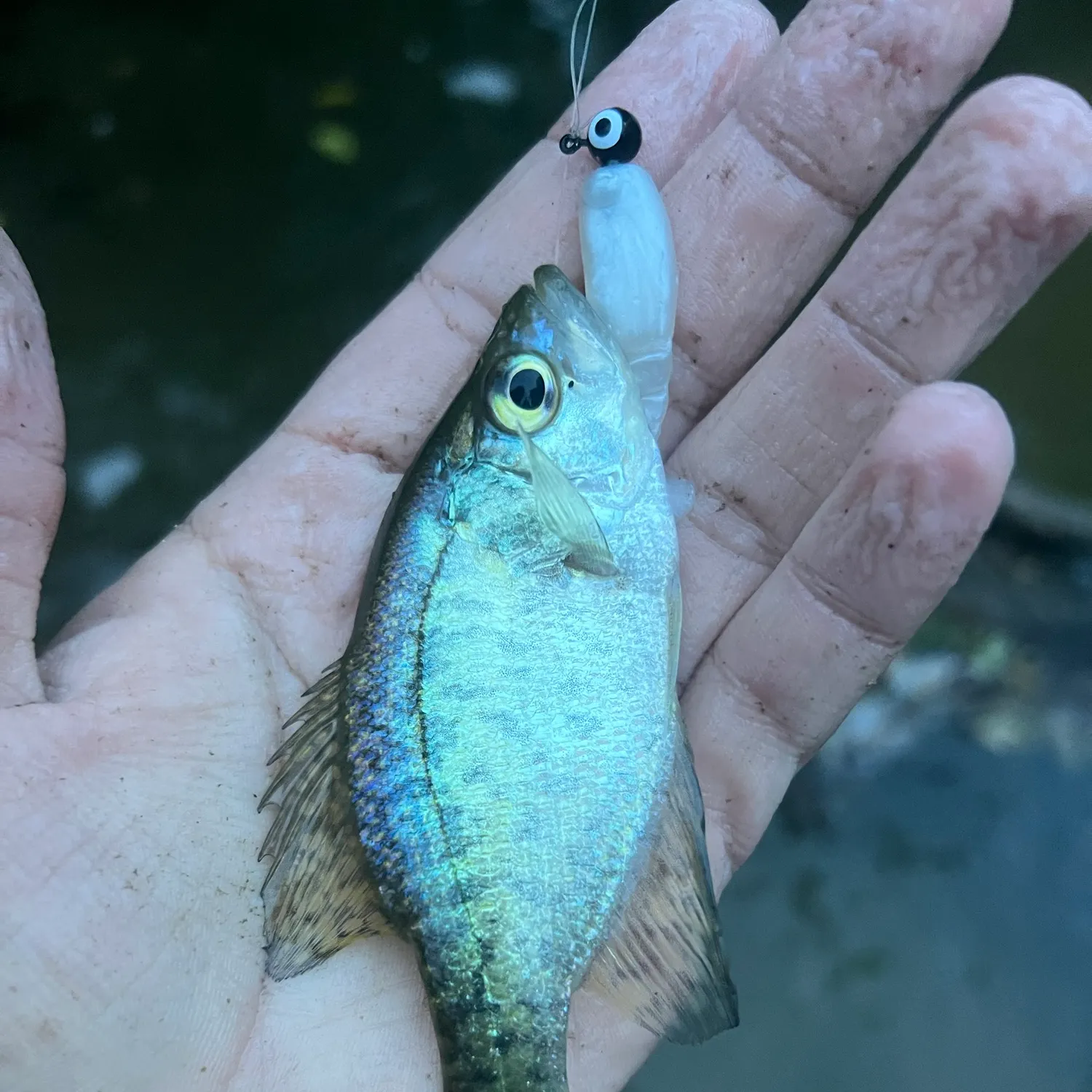 Black crappie caught on Fishbrain