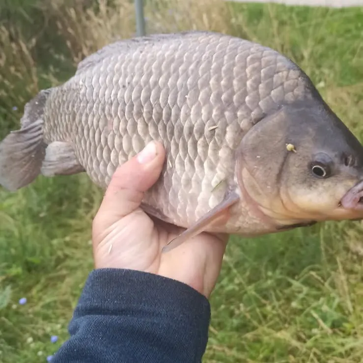 The most recent Crucian carp catches on Fishbrain