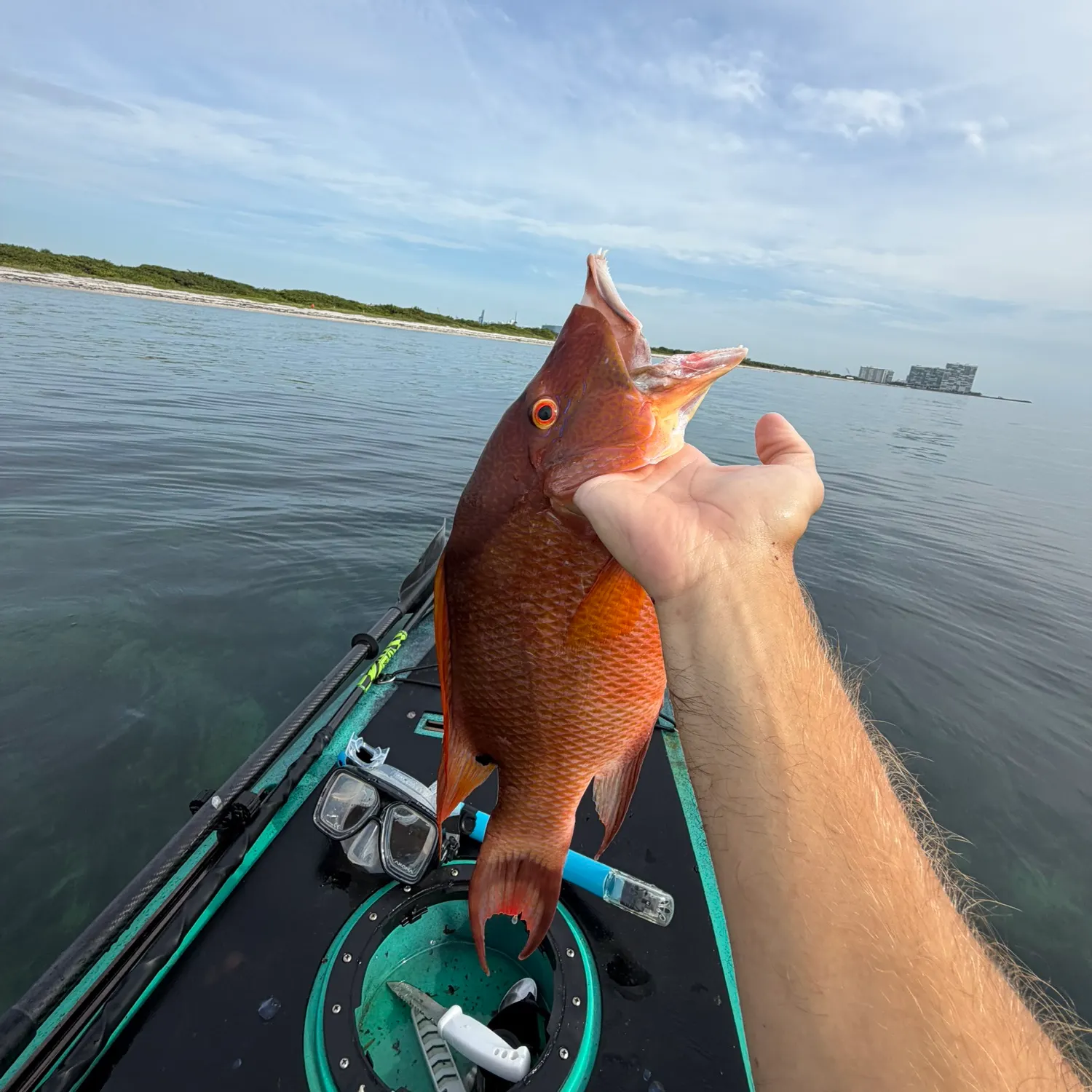 The most recent Hogfish catches on Fishbrain