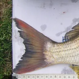 Surf bream caught on Fishbrain