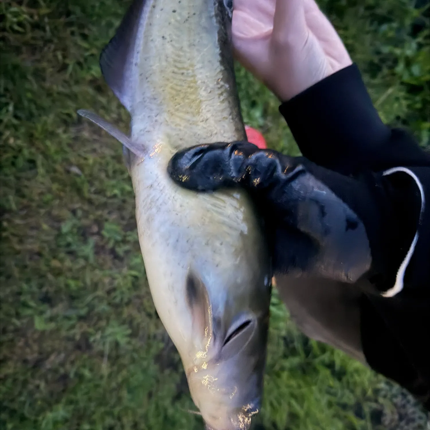 Channel catfish caught on Fishbrain