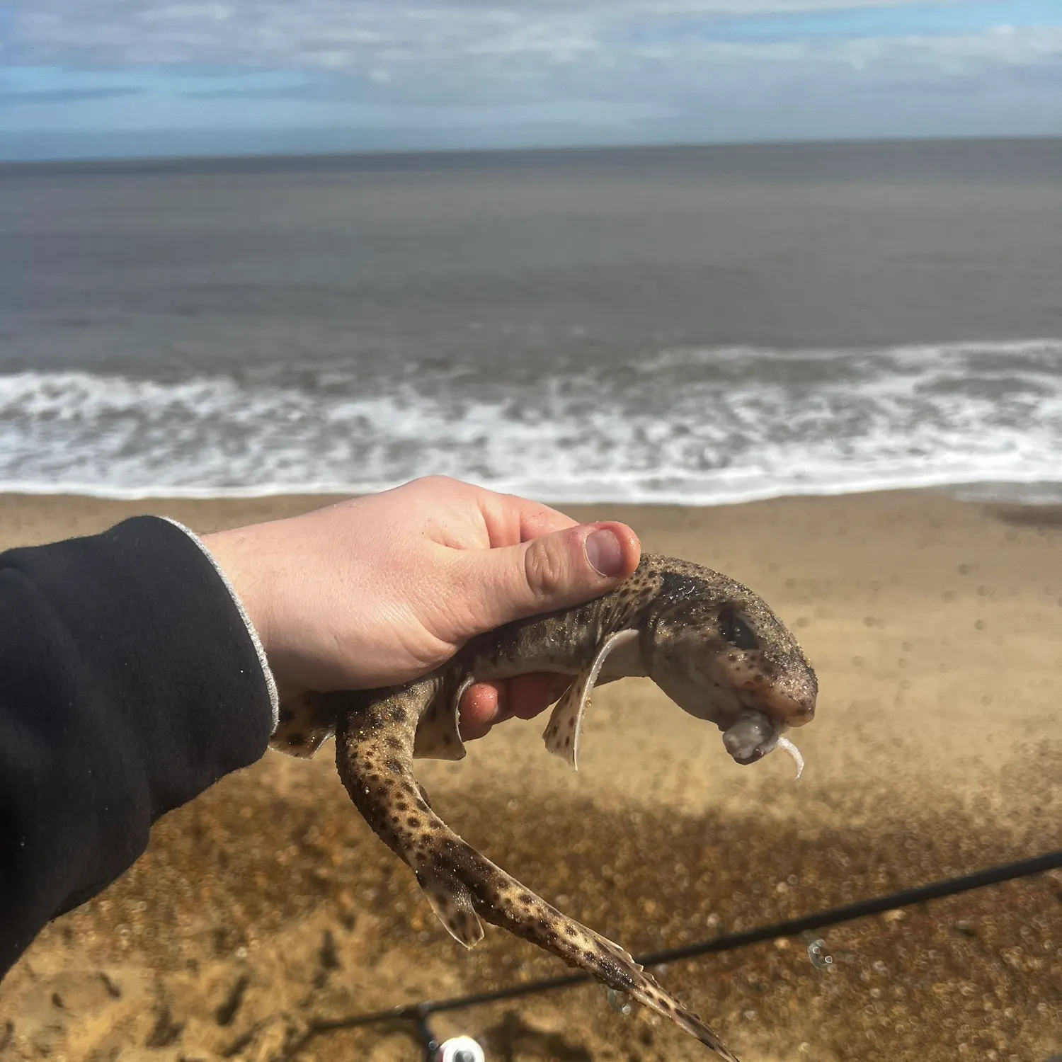 The most recent Lesser spotted dogfish catches on Fishbrain