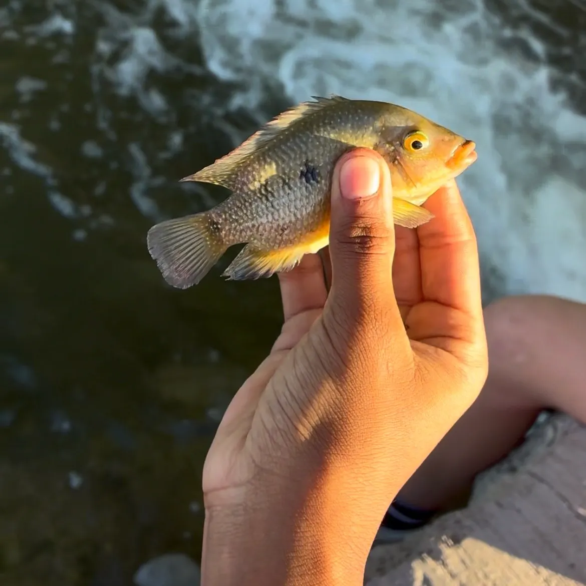 Bluegill caught on Fishbrain