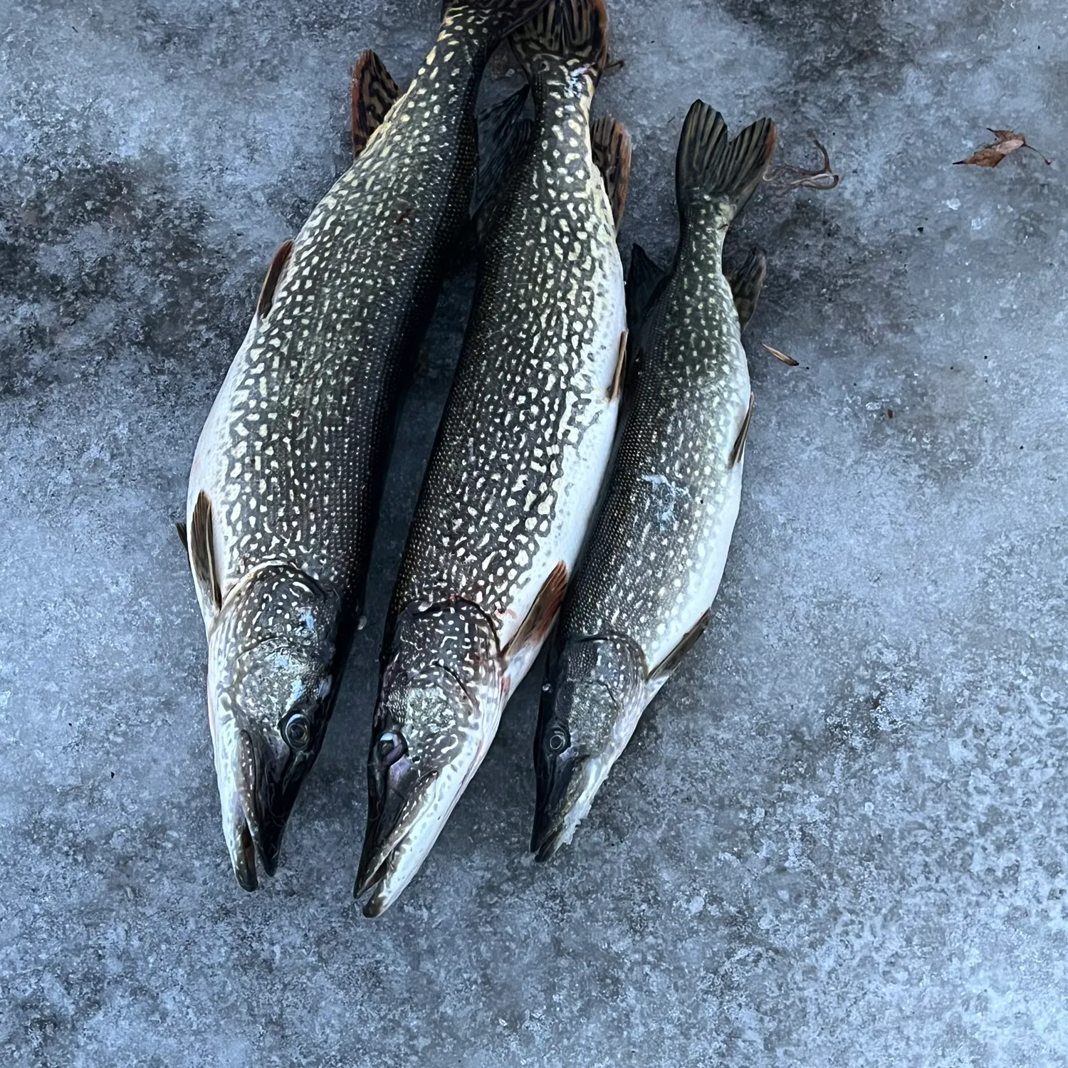 recently logged catches