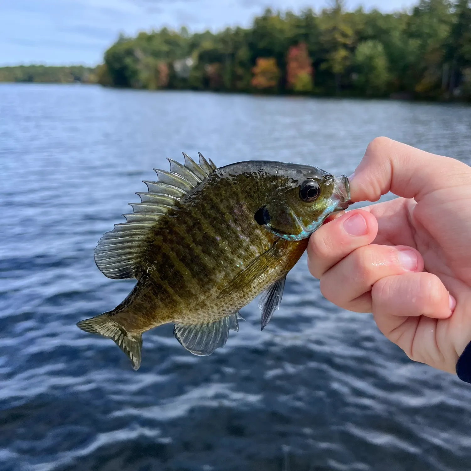 Bluegill caught on Fishbrain