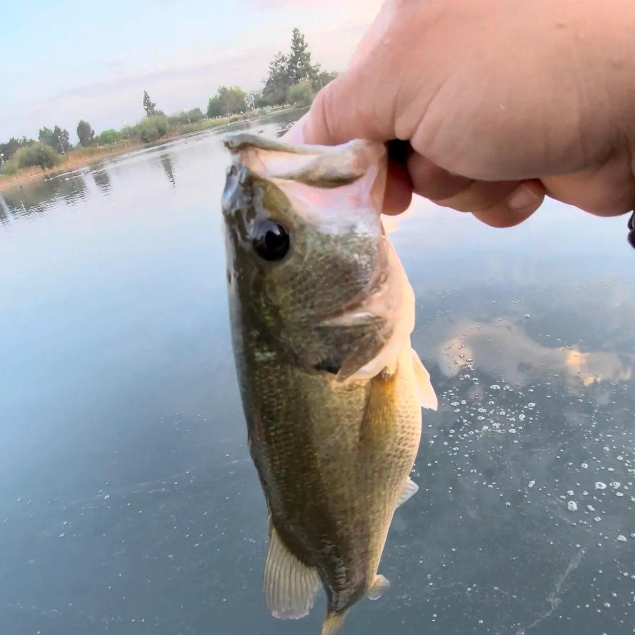 Spotted bass caught on Fishbrain