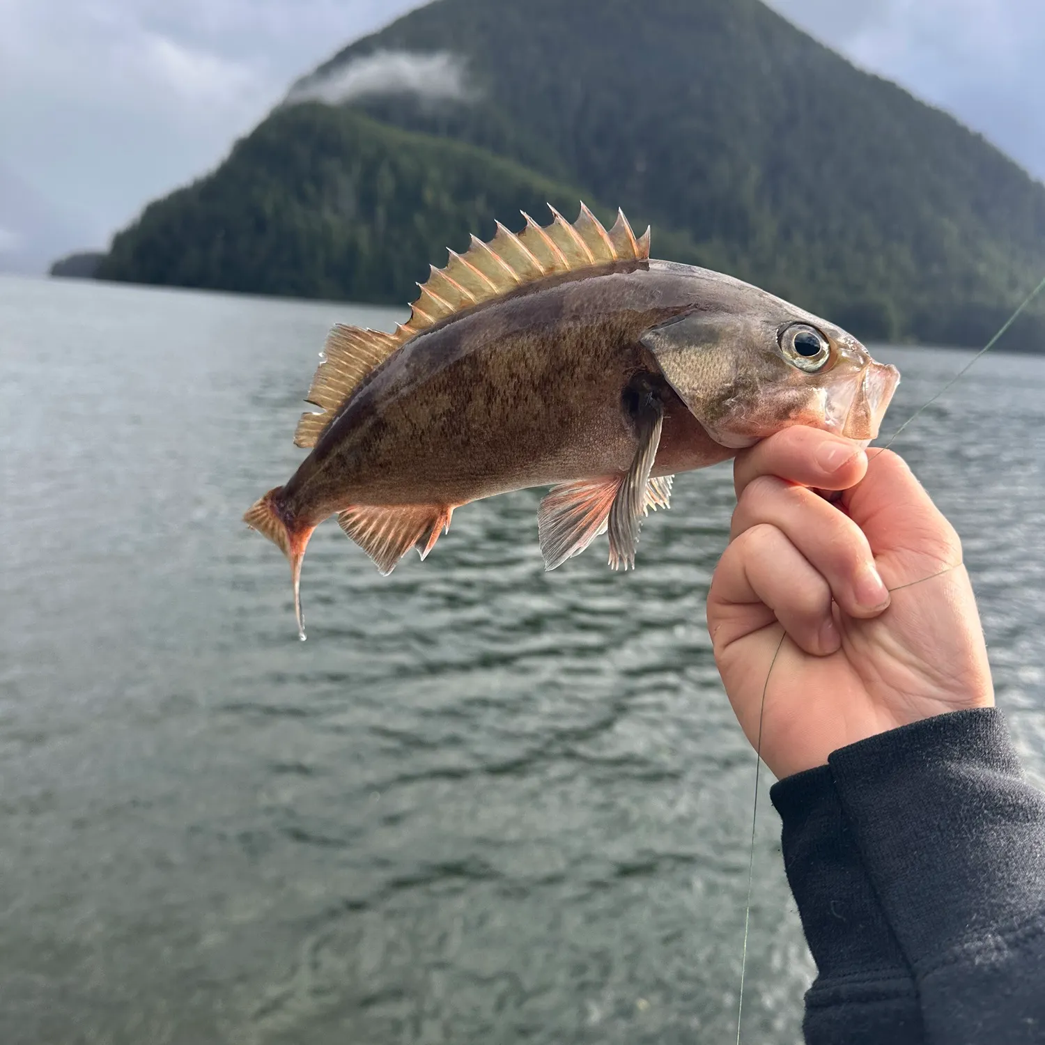 The most recent Widow rockfish catches on Fishbrain