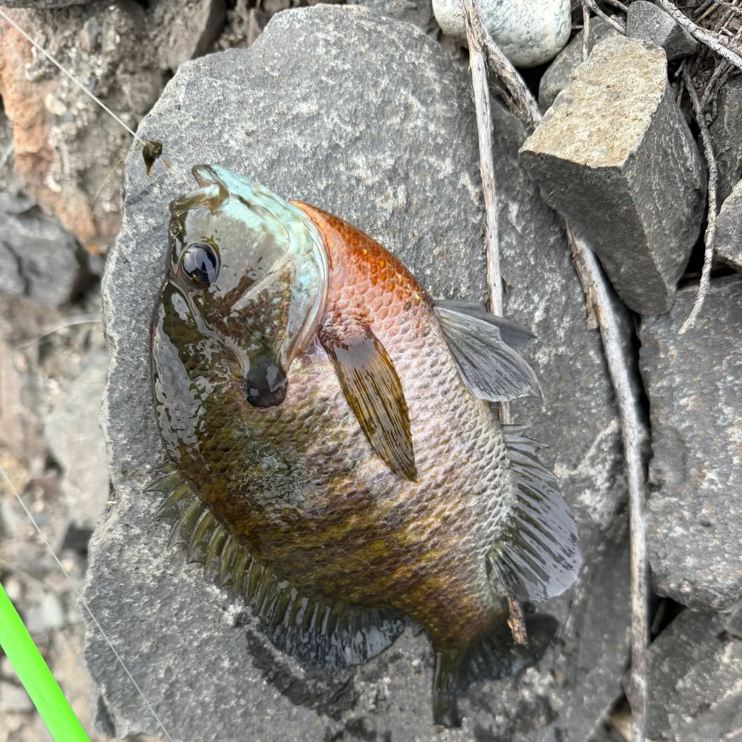 recently logged catches