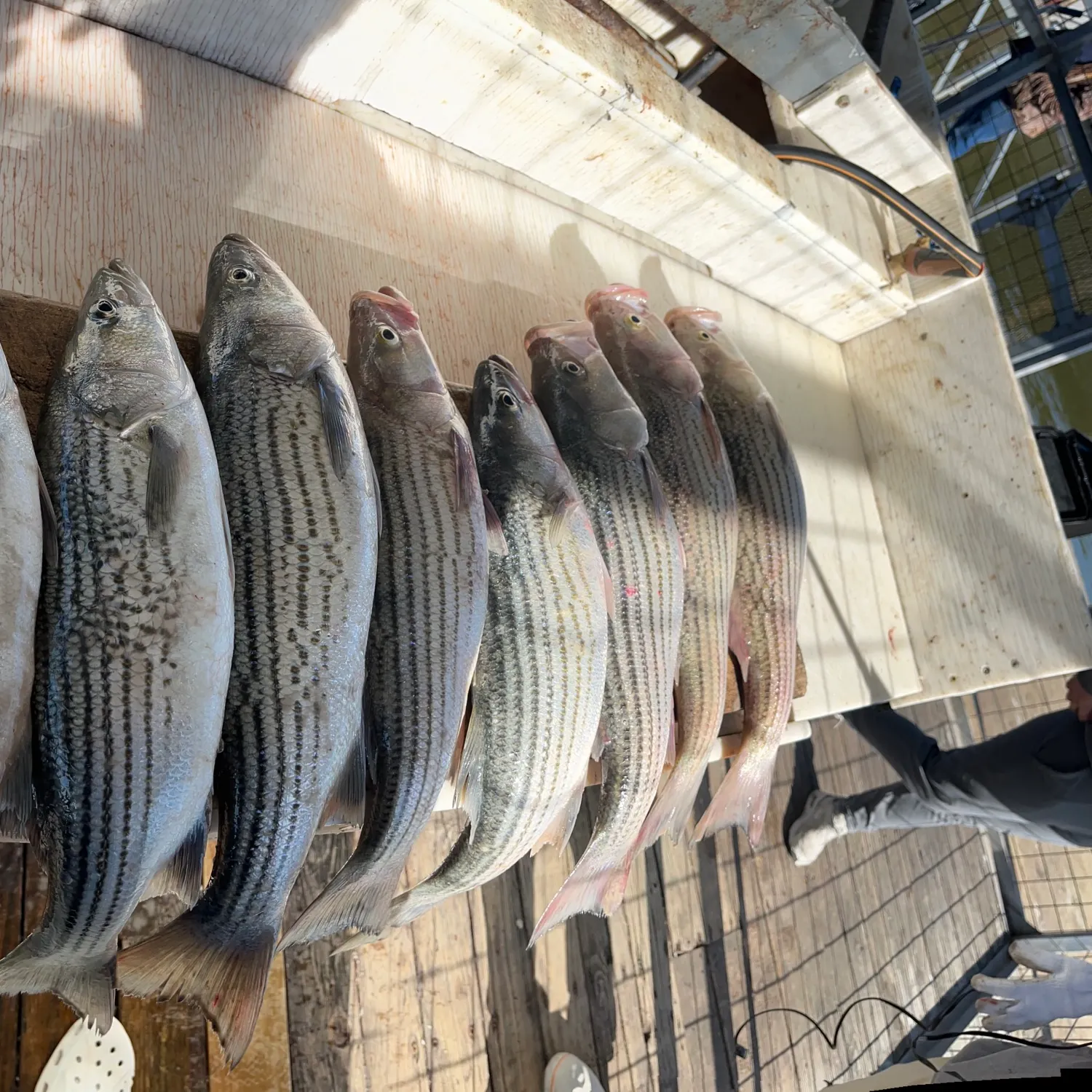 The most recent Striped bass catches on Fishbrain