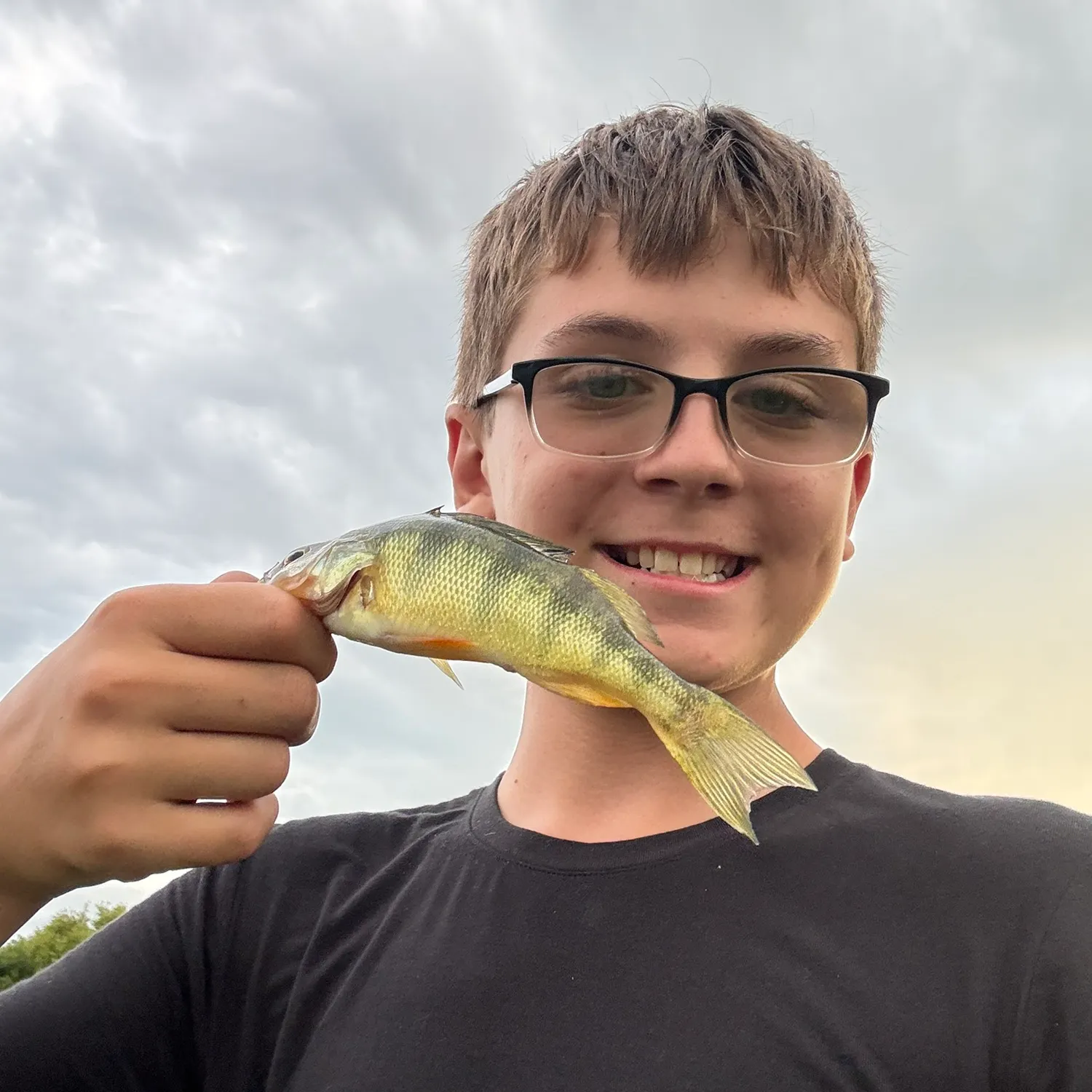 Yellow perch caught on Fishbrain