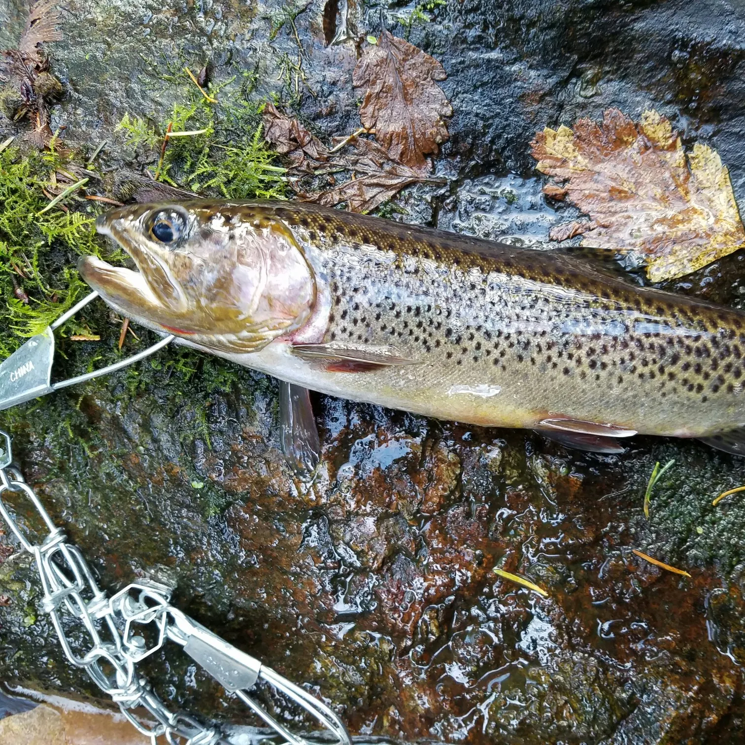 recently logged catches