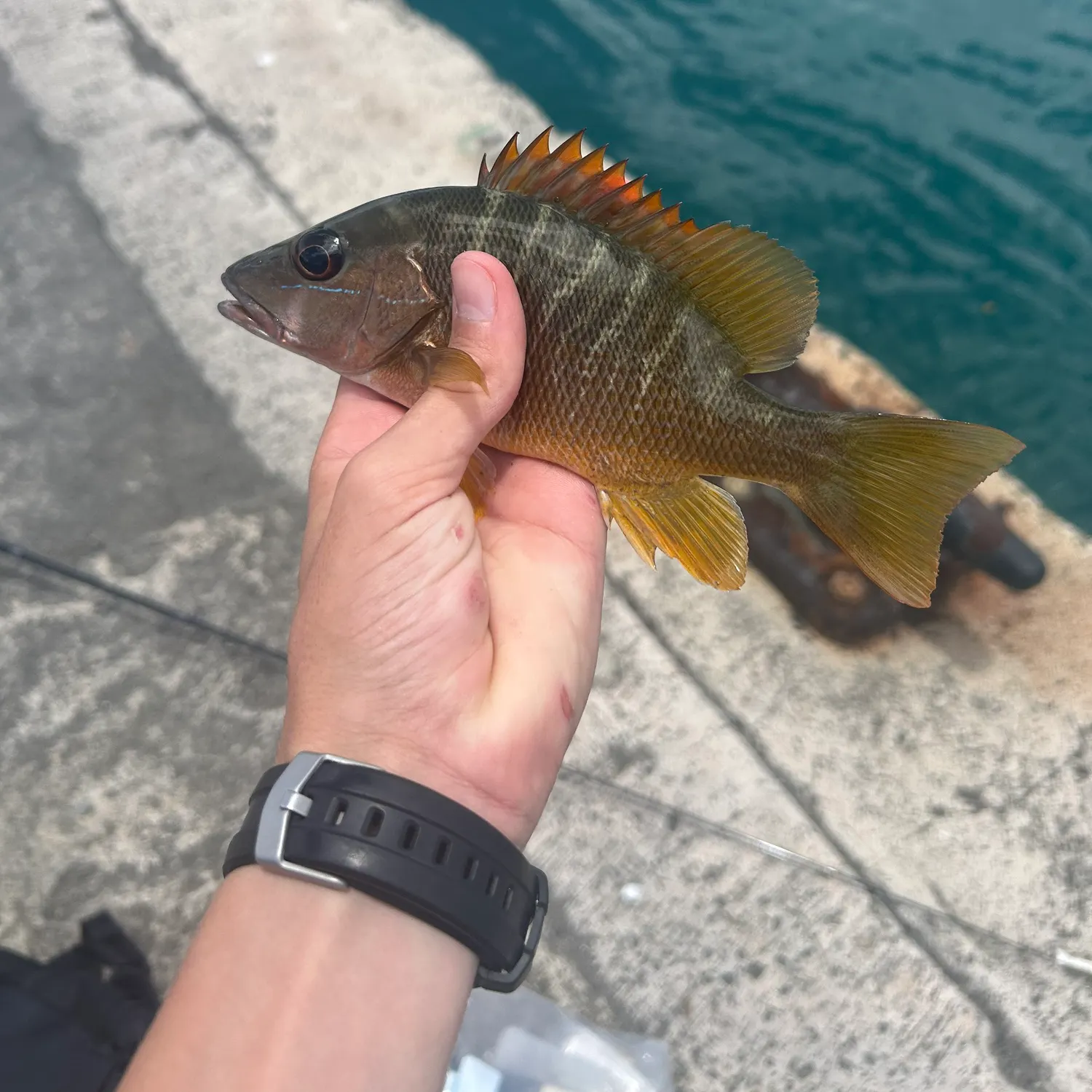 recently logged catches