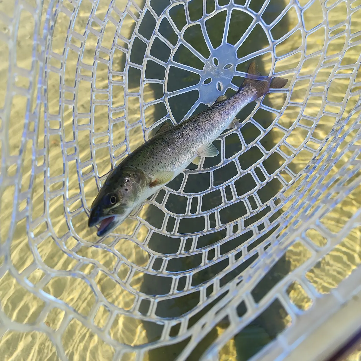 The most recent Huchen catches on Fishbrain