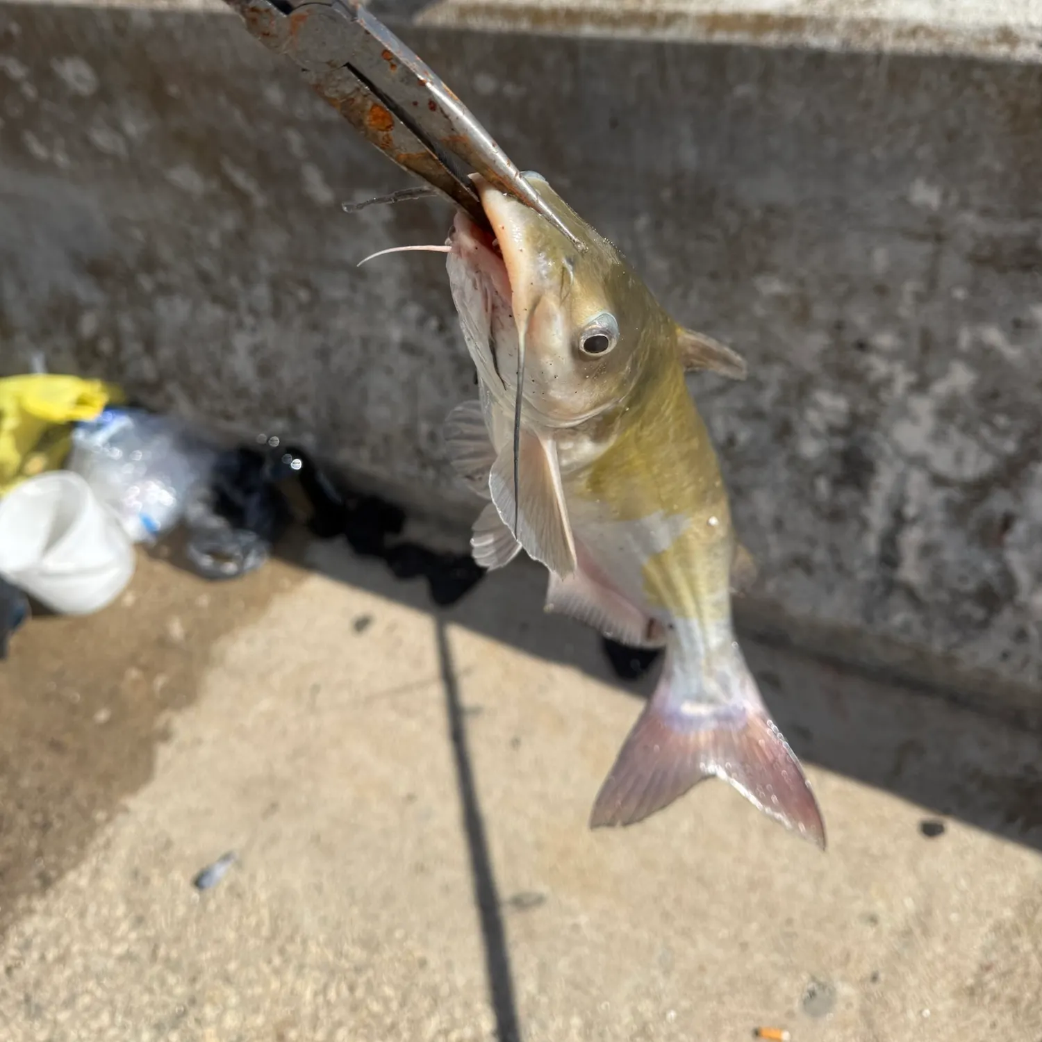Blue catfish caught on Fishbrain
