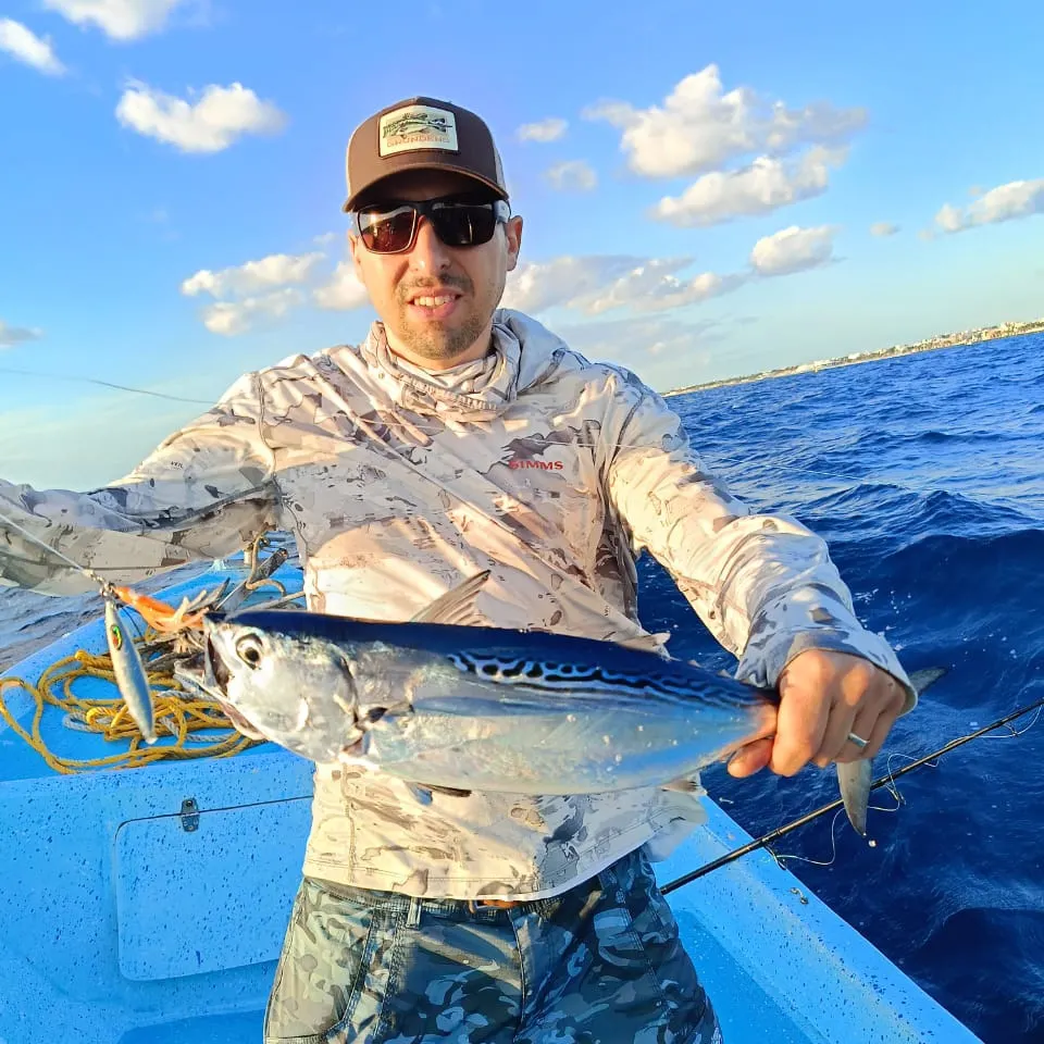 The most recent Little tunny catches on Fishbrain