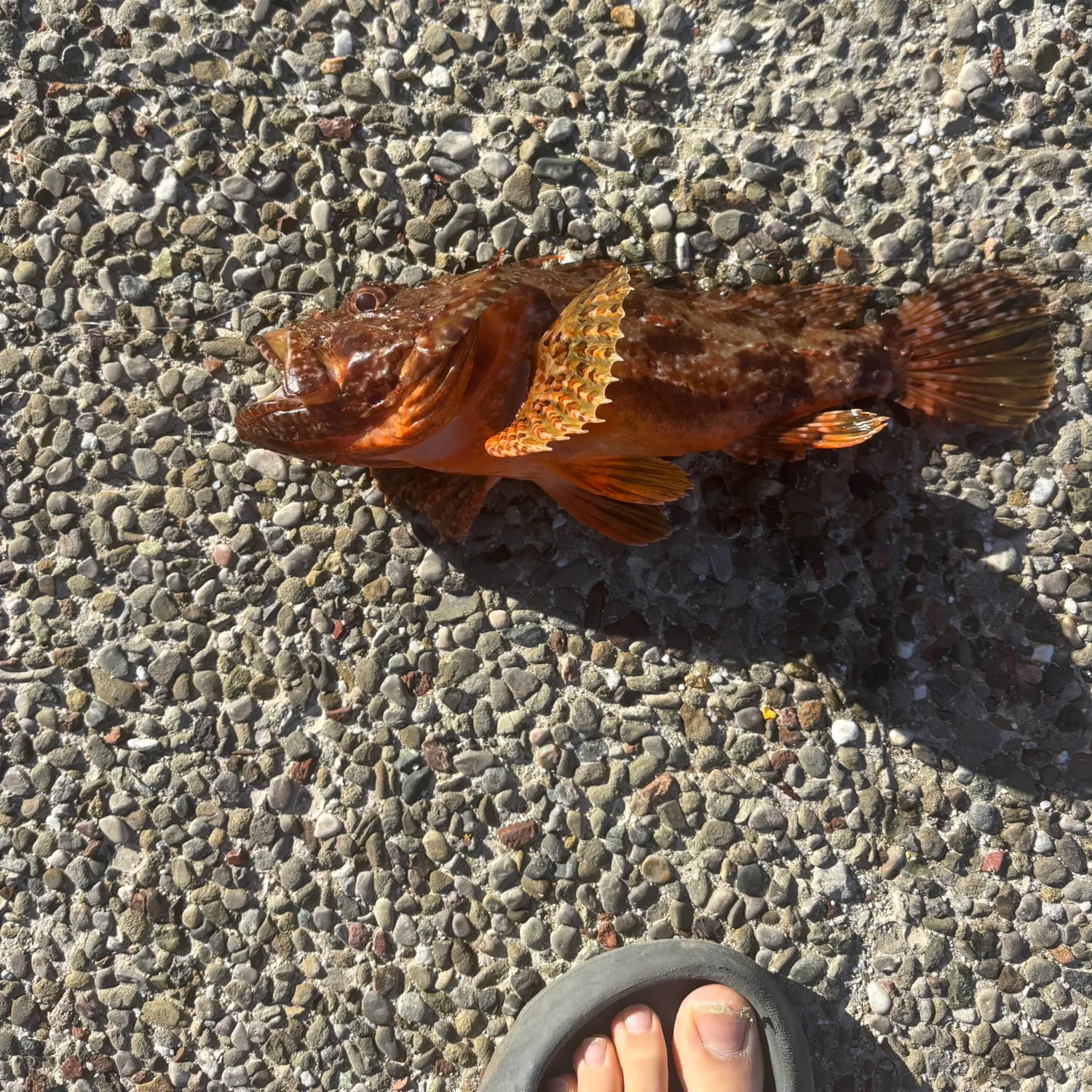 The most recent Eastern red scorpionfish catches on Fishbrain