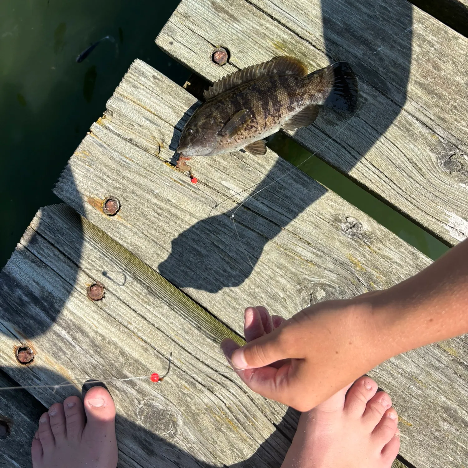 Tautog caught on Fishbrain