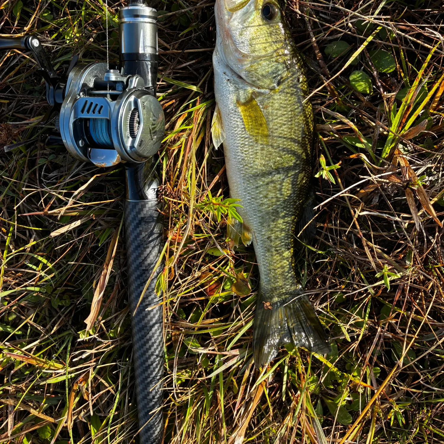 Largemouth bass caught on Fishbrain
