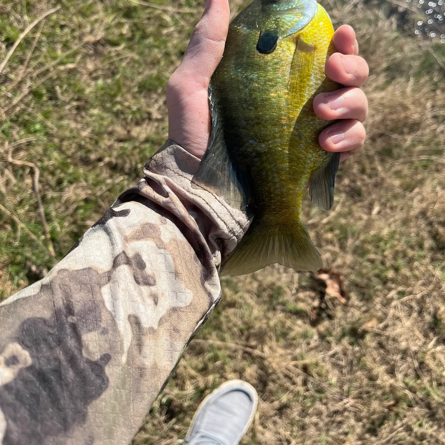 The most recent Redbreast sunfish catches on Fishbrain