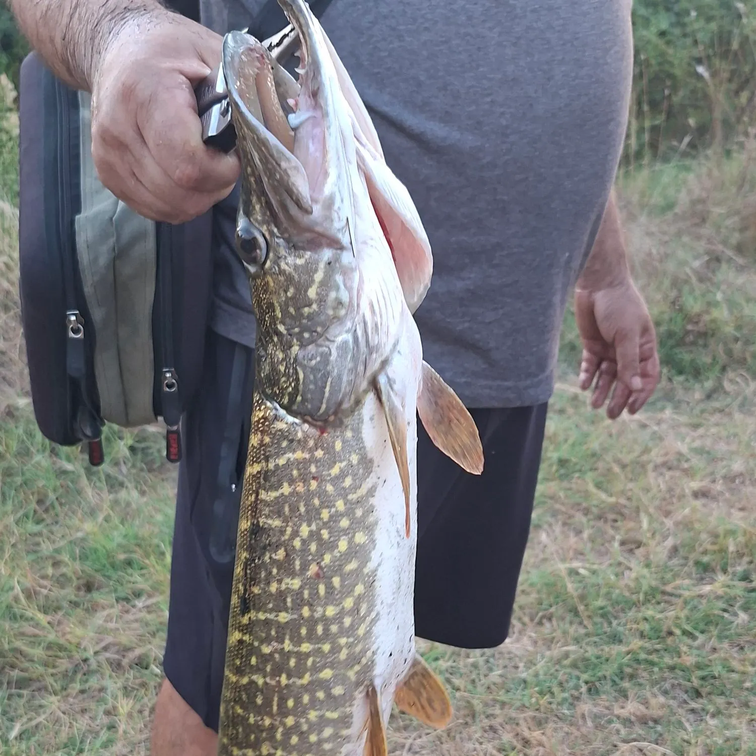 Northern pike caught on Fishbrain