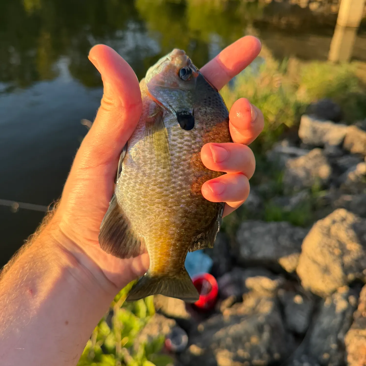 Bluegill caught on Fishbrain