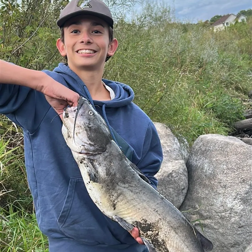Channel catfish caught on Fishbrain