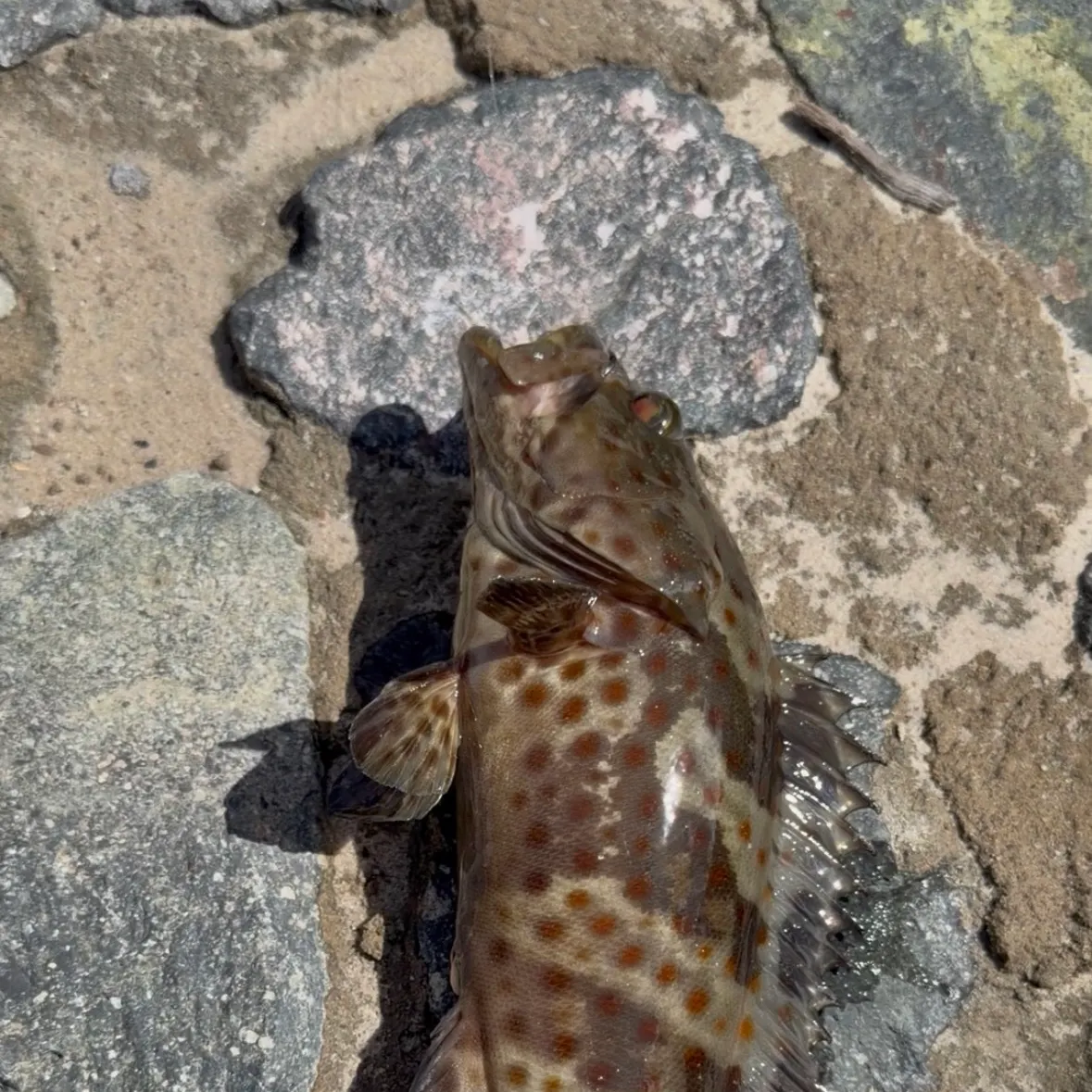The most recent Orange-spotted grouper catches on Fishbrain