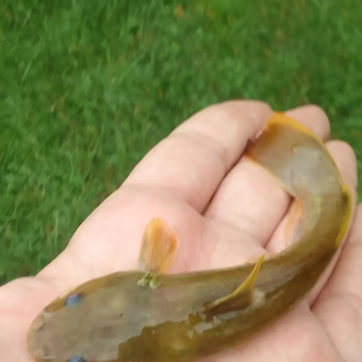 Stonecat caught on Fishbrain