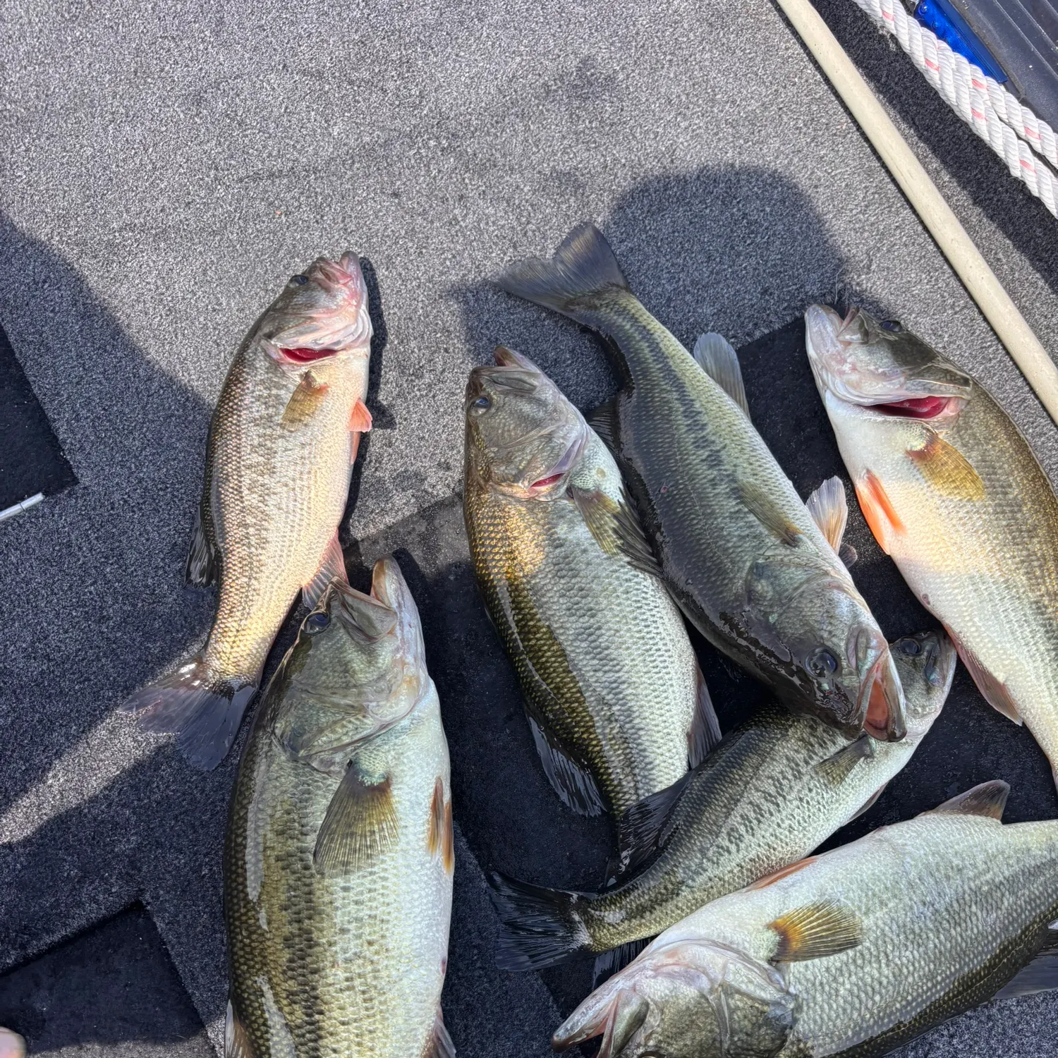 recently logged catches