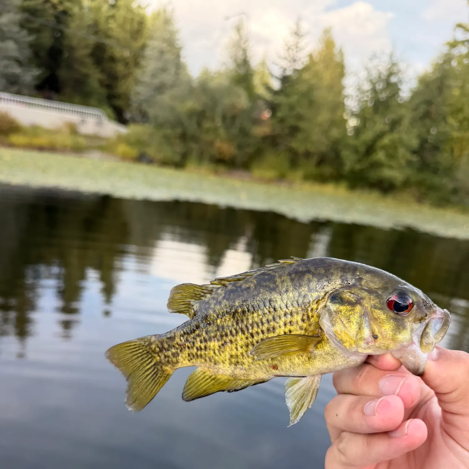 Rock bass caught on Fishbrain