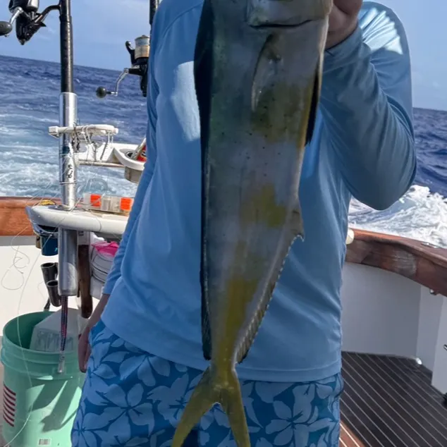 The most recent Common dolphinfish catches on Fishbrain