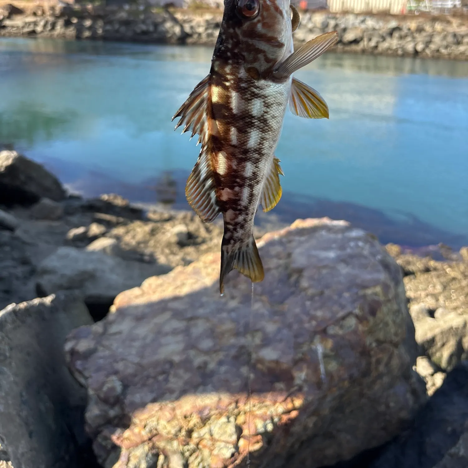 The most popular recent Calico rockfish catch on Fishbrain