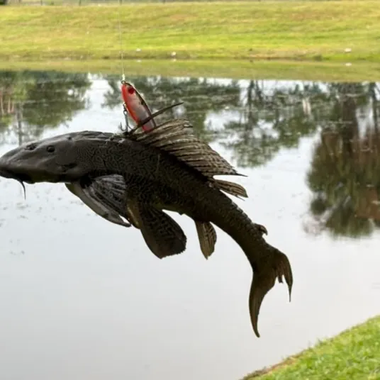 Suckermouth catfish caught on Fishbrain