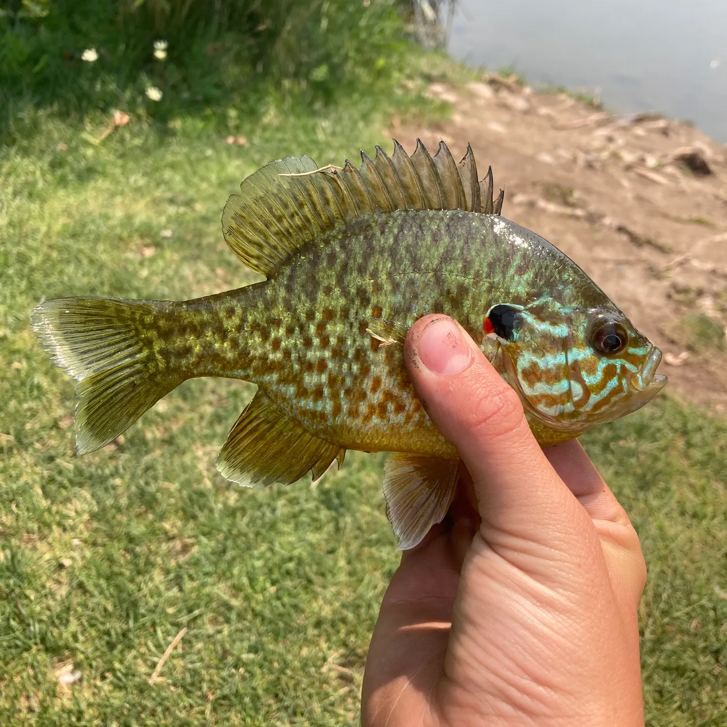 Greengill hybrid caught on Fishbrain