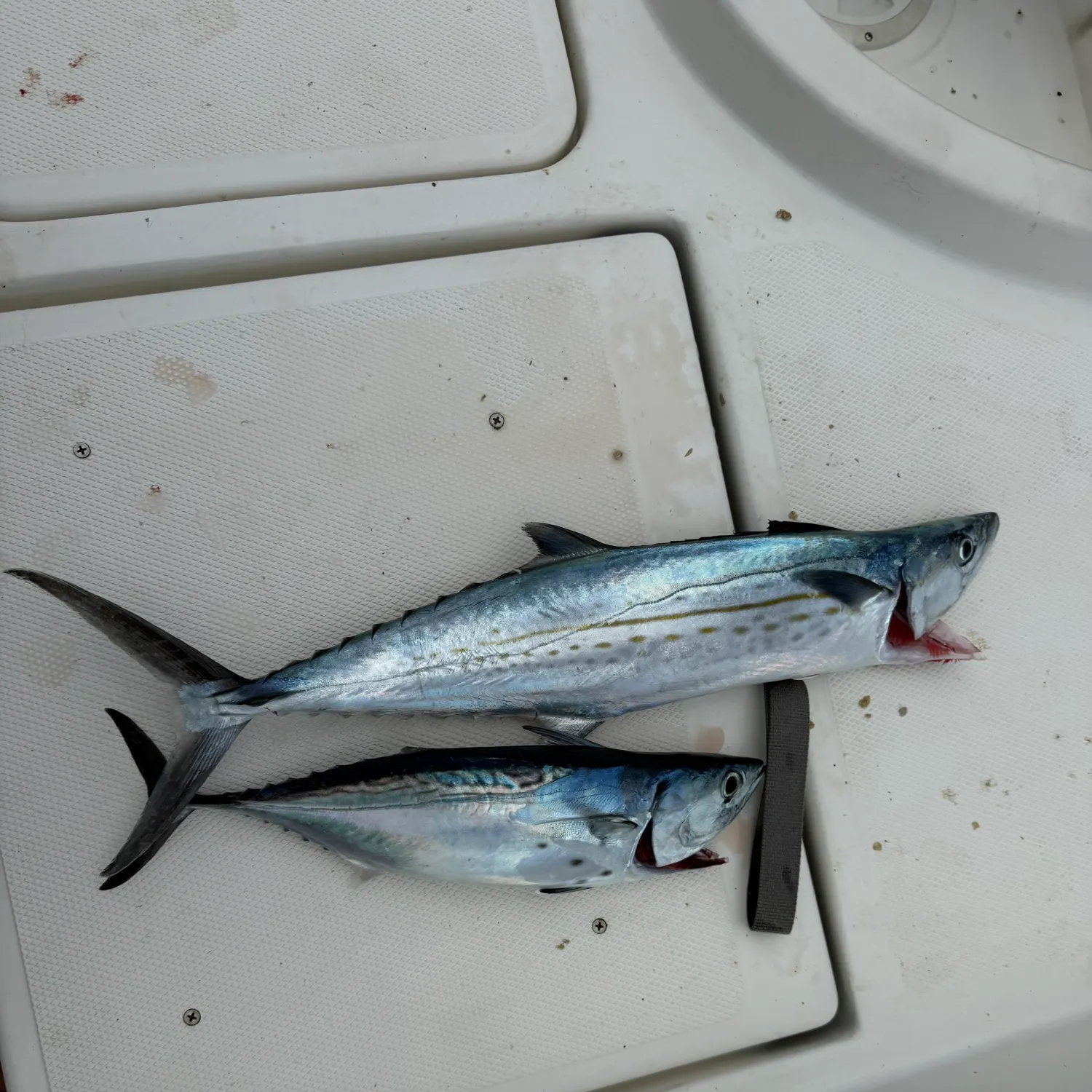The most recent Cero mackerel catches on Fishbrain