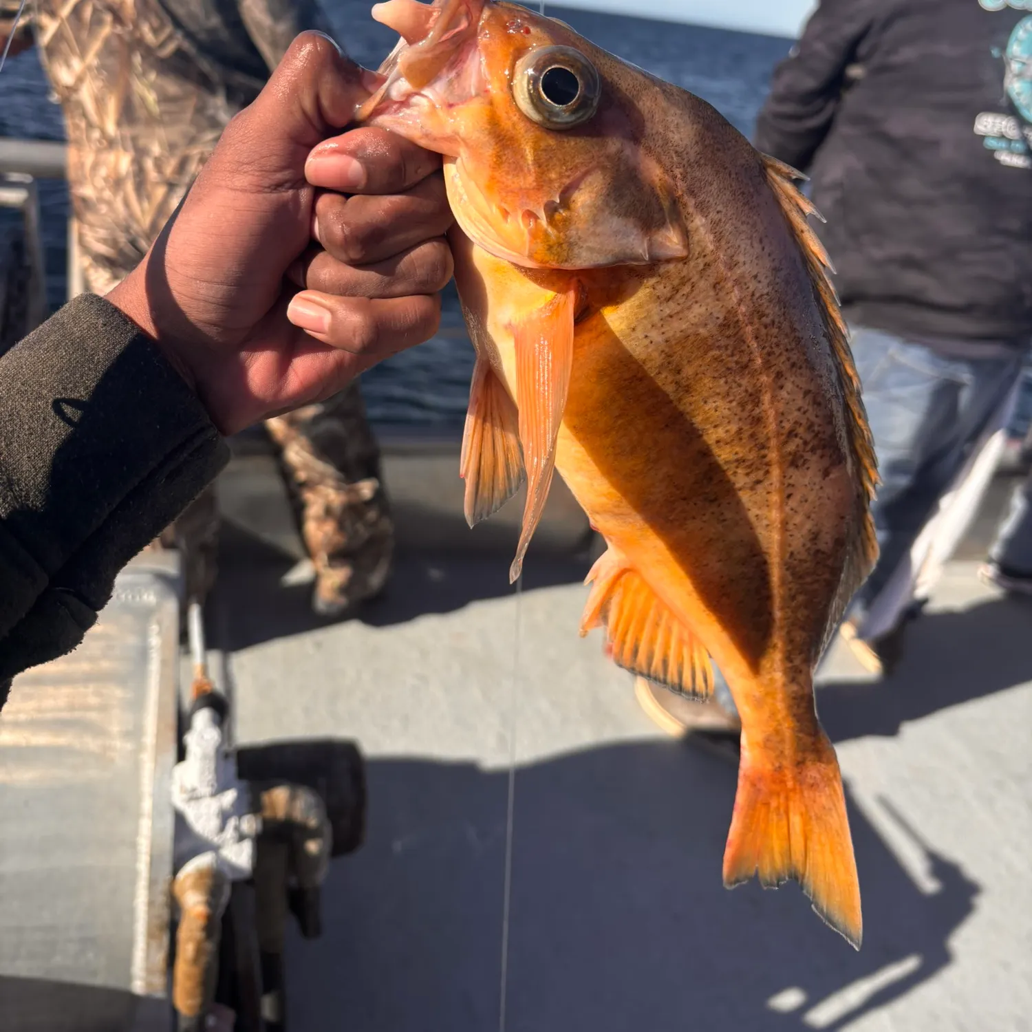 The most recent Speckled rockfish catches on Fishbrain