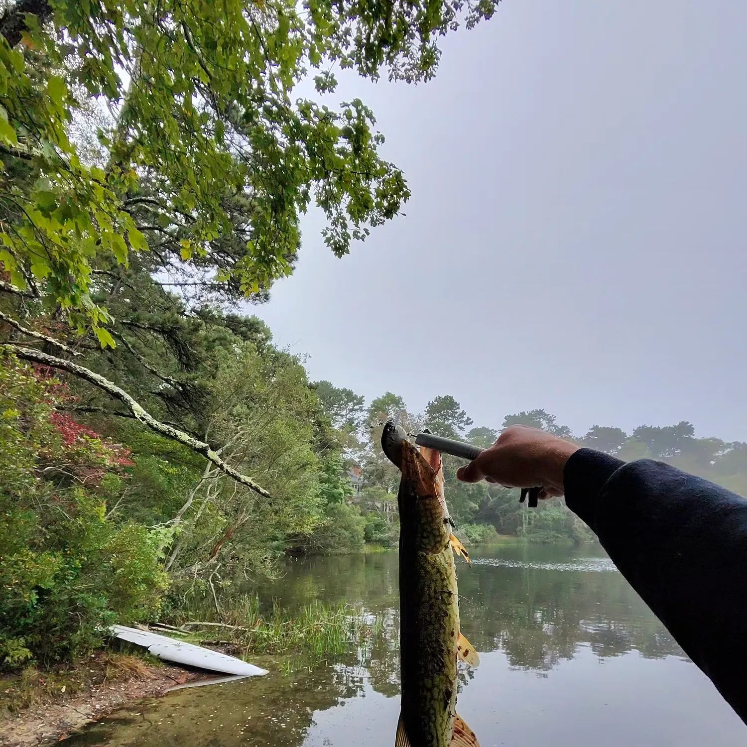 Chain pickerel caught on Fishbrain